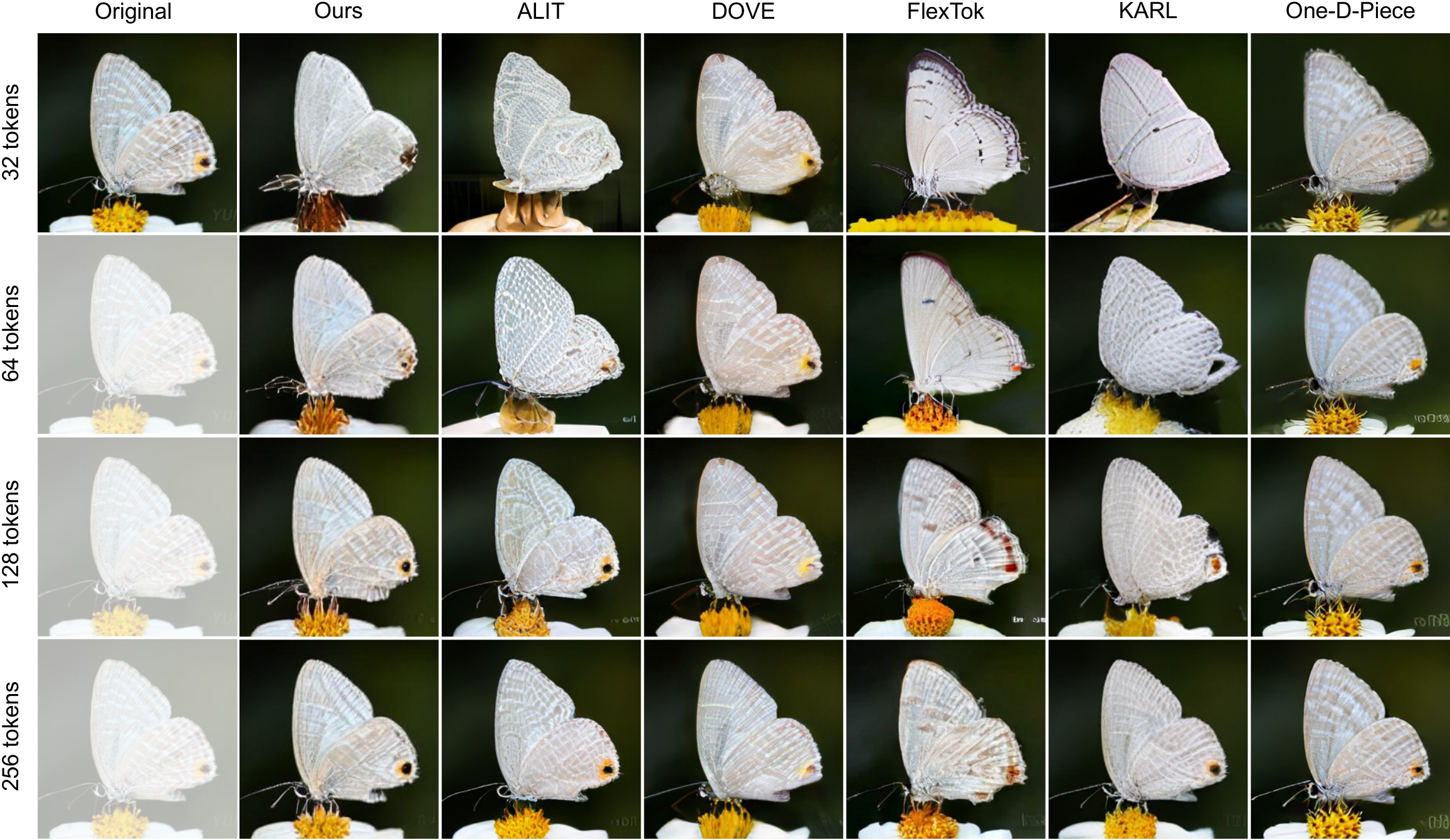 Butterfly: fine-detail comparison
